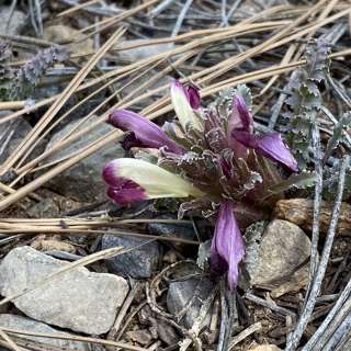 Ep. 23: Mountainair and Pediularis in the Manzano Mountains, Cryptantha in Santa Fe and Threats and Burgers in Taos