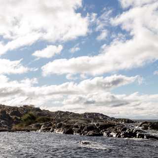 Högsäsong på Landsorts fågelstation - och om den lilla storspiggen som hotar den mycket större gäddan