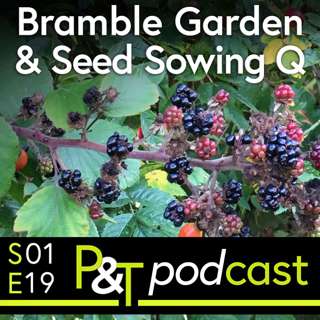 Bramble Garden Blog, Royal Themed Sweet Peas & Listeners' Question on Seed Sowing