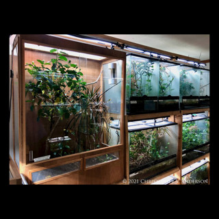 Chameleon Caging Decisions pt 2- Glass Cages