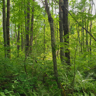 Morning in the Lakeside Grove – Natural Soundscape