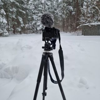 Skogsfredag #147 - Snöstorm och stor avsmalning