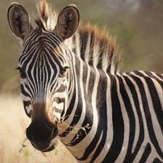 Podcast # 460: Hunting for PE in Syncope