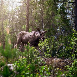 Skogsfredag, Avsnitt 82 - SOS från älgpasset, skogsägaren minskar och kryphål i lagen