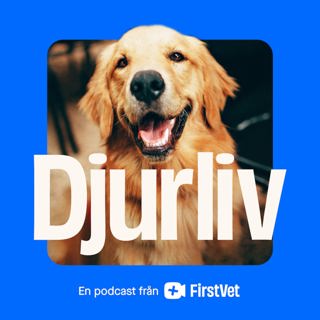 Annons från FirstVet - Djurliv: Skaffa valp