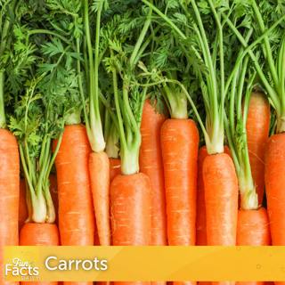 Fun Facts About Carrots