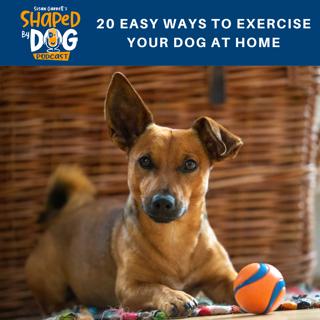 20 Easy Ways to Exercise Your Dog at Home #32