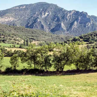 Plants that have adapted to exploit human activity now depend on disturbance