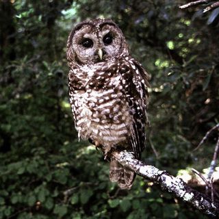 The Trump Administration Defangs the Endangered Species Act