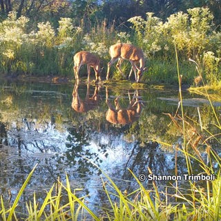 Trail cameras: A fun way to watch wildlife in your yard