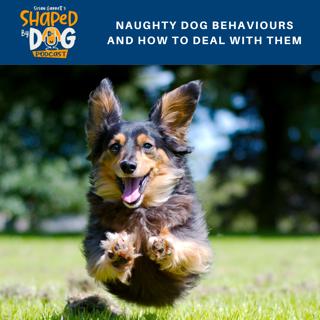 Naughty Dog Behaviors And How To Deal With Them #104