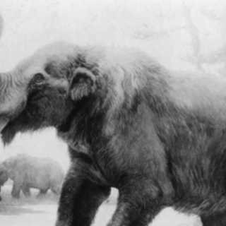 Mammutens återkomst