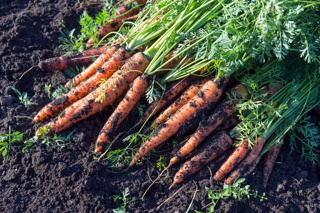 Ep. 151 Planting Fall Garden Crops