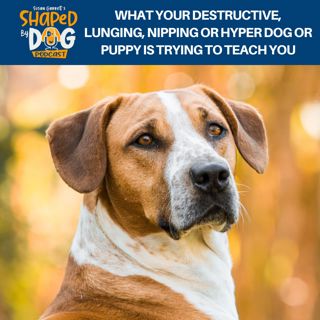 What Your Destructive, Lunging, Nipping Or Hyper Dog Or Puppy Is Trying To Teach You #215