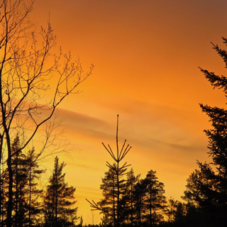 April Forest Sunset: Song Thrush Melodies