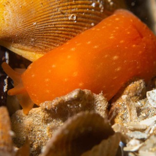 The Tiny Slug That Can Secrete Acid