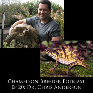 Ep 20: Dr. Chris Anderson on Chameleon Conservation