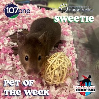 a2VV: HSHV Pet of the Week 6/26/25