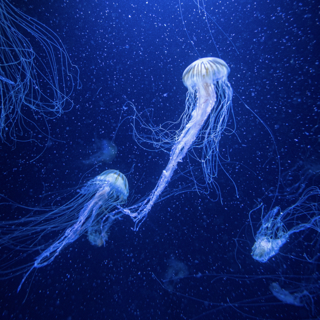 The sparkling deep