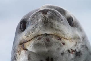 Leopard Seals: Antarctica’s Ultimate Predator (Classic)