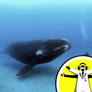 Marine Month: In too Deep