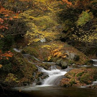 đŽđ§đ” Soothing WATER Sounds and Musical HARMONY, Perfect Duo for a Peaceful NIGHT