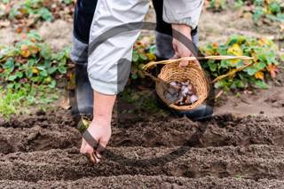 Plans for Growing Vegetables for Beginners