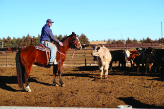 Audio Article: How to Choose a Cow Pony