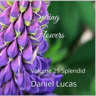Spring Flowers Volume 29 Splendid by Daniel Lucas