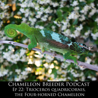 Ep 22: T. Quadricornis, the Four-horned Chameleon