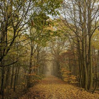 😴🍂🎵 Listen to the BIRDS with Relaxing MUSIC to Forget STRESS
