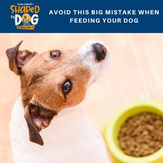 Avoid This Big Mistake When Feeding Your Dog #92