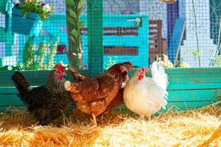 Ep. 137 Poultry Fencing