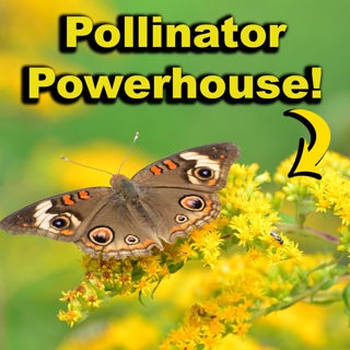 Goldenrod Geek-out! What You Need to Know About This Ecological Powerhouse!