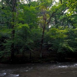 Deep Forest River - 10 Hours Sleep Sound