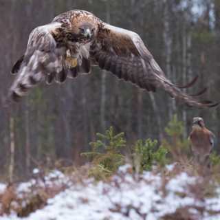 Majestätiska kungsörnar och millimeterstora puckelflugor