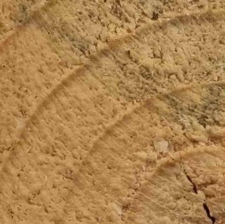 Skogsfredag, Avsnitt 71 - miljardregn över skogsindustrin och vikten av mångfald bland skogsägare