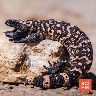 Meet the drug developer taking on wildlife diseases