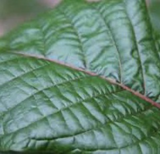 Podcast 609: Kratom
