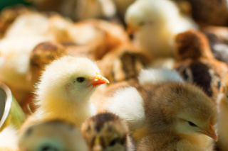 Ep. 143 Caring for Baby Chicks