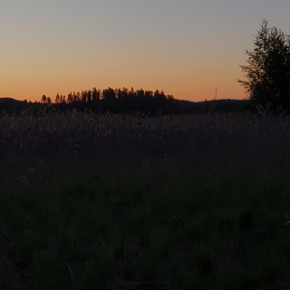 Sedge Warbler of a Summer Night
