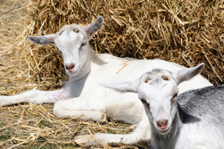 Audio Article: The Controversy of Dehorning