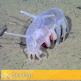 Fun Facts About Sea Pigs