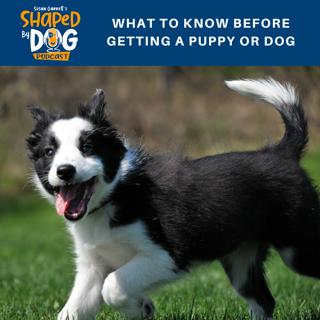 What to Know Before Getting a Puppy or Dog #10