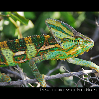 Ep 86: Veiled Chameleon Taxonomy and Ecology