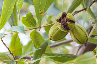 Audio Article: Pecan Trees