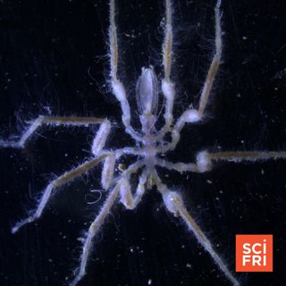 How These Spiders At The Bottom Of The Sea Run On Methane