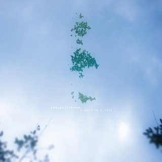 A Duck in a Tree 2026-08-22 | How to Begin, When There Are No Maps