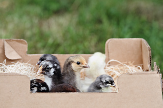 Audio Article: Bring New Chicks Home