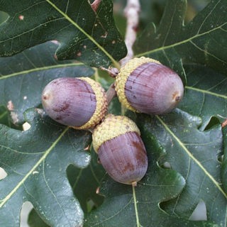 Acorns, Birds, Reptiles, Amphibians, and More: Responses to Forest Disturbances